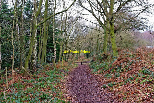 Photo 6"x4" Track to Whitehouse Lane Gospel Ash c2011