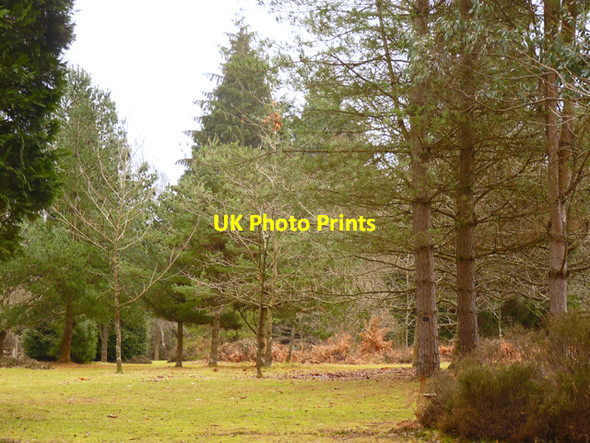 Photo 6"x4" Trees in Blackwater Arboretum North Weirs c2011
