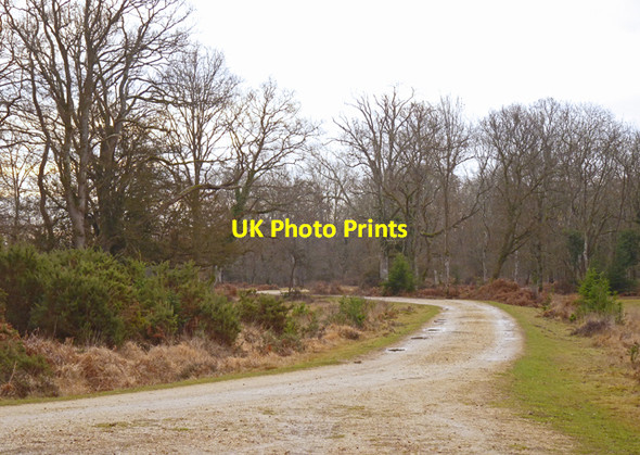 Photo 6"x4" New Forest Track North Weirs c2011