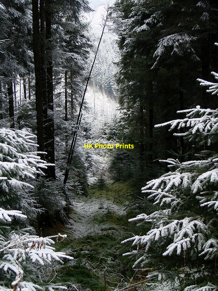 Photo 6"x4" A gap in the trees near Esgair Ychion Llanifyny c2011