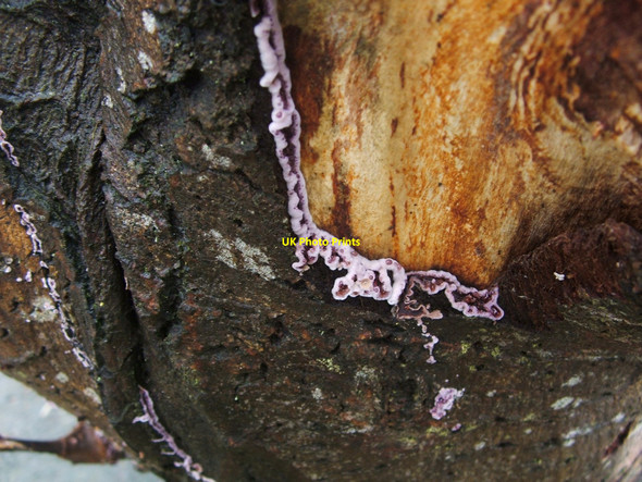 Photo 6"x4" Silverleaf Fungus (Chondrostereum purpureum) Dumbarton c2010