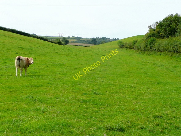 Photo 6"x4" This is my valley English Bicknor c2009