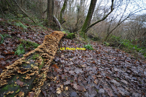 Photo 6"x4" Bracket fungi in Tutshill Wood Barnstaple c2011