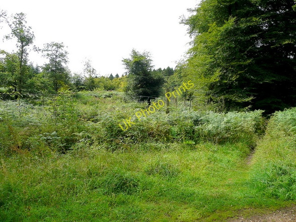Photo 6"x4" Forest of Dean footpath Edge End\/SO5913 c2009