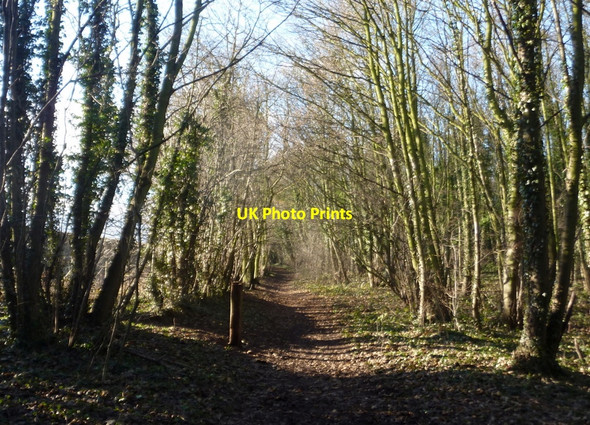 Photo 6"x4" Footpath west through Cuckney Hay Wood Market Warsop c2011