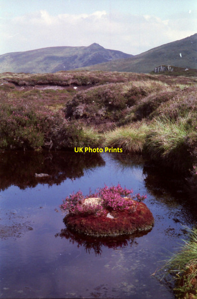 Photo 6"x4" Heather island Meall Odhar M\u00f2r\/NN7954 c1999