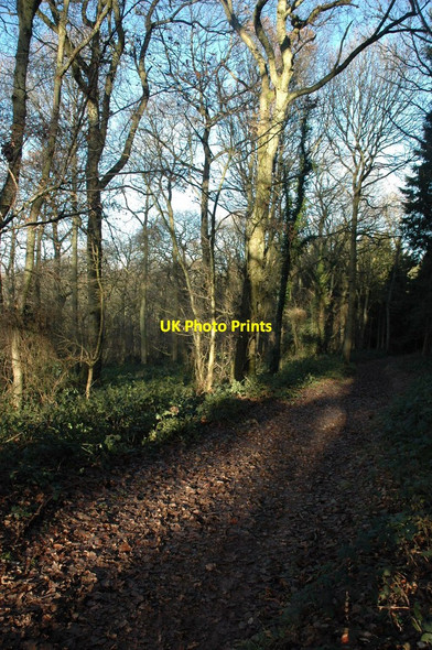 Photo 6"x4" Path on Credenhill Brinsop c2011