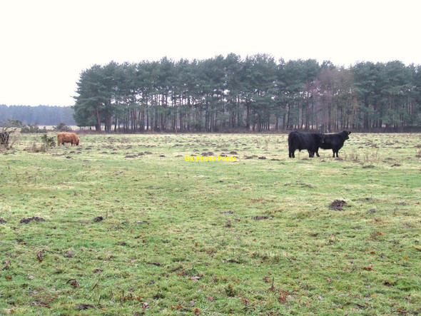 Photo 6"x4" Grazing Cattle Pockthorpe\/TL9196 c2011