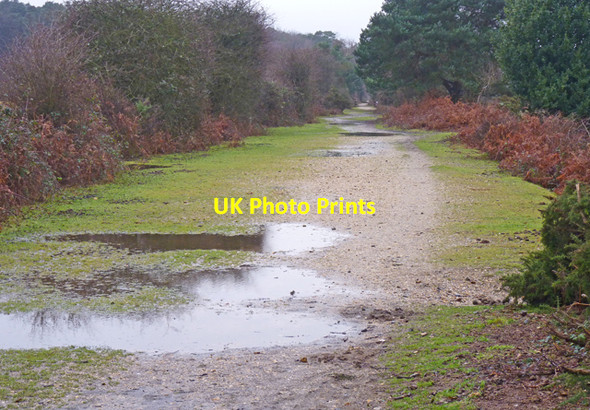 Photo 6"x4" Former Railway Line through the New Forest South Weirs c2011