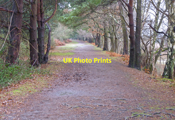 Photo 6"x4" Former Railway Line through the New Forest South Weirs c2011