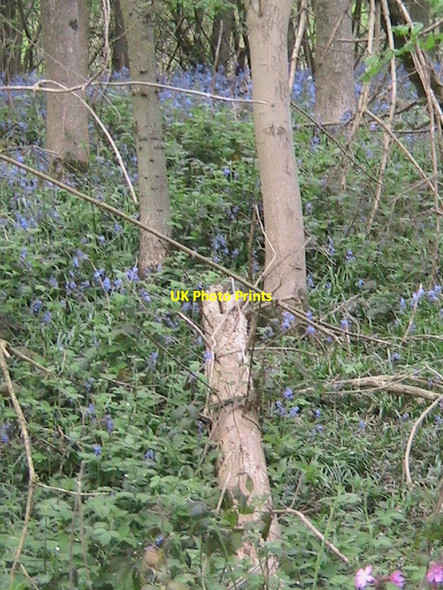 Photo 6"x4" Bluebells off the Greensand Way, north-west of Shipbourne Shipbourne c2007