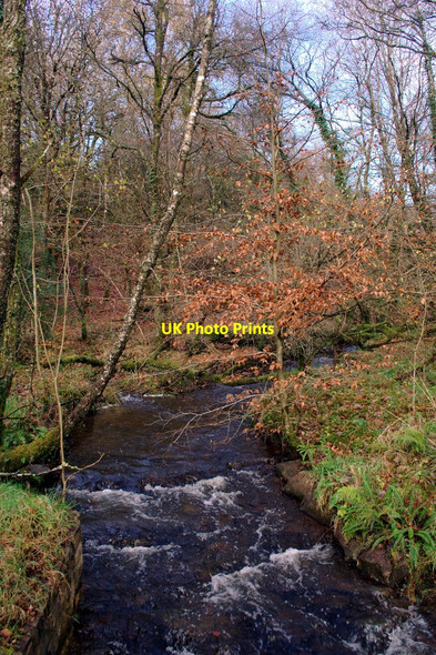 Photo 6"x4" Woodland Stream Germansweek c2010