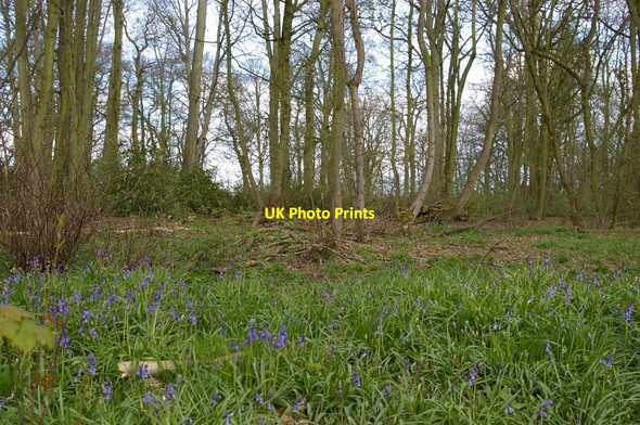 Photo 6"x4" Kedleston Park: early bluebells Kedleston c2008