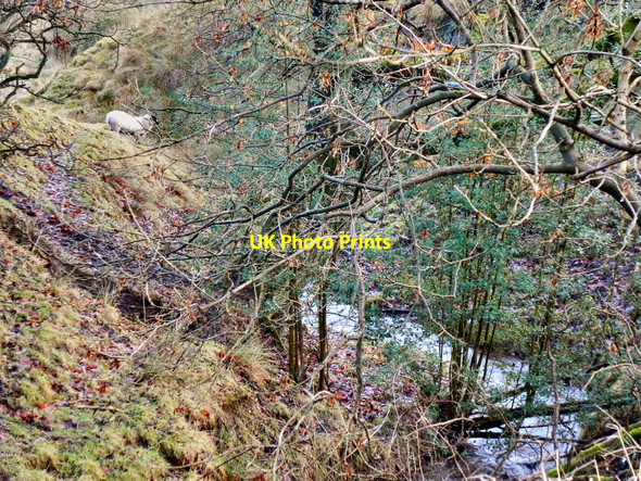 Photo 6"x4" The Sheep and the Unnamed Stream Whitworth c2011