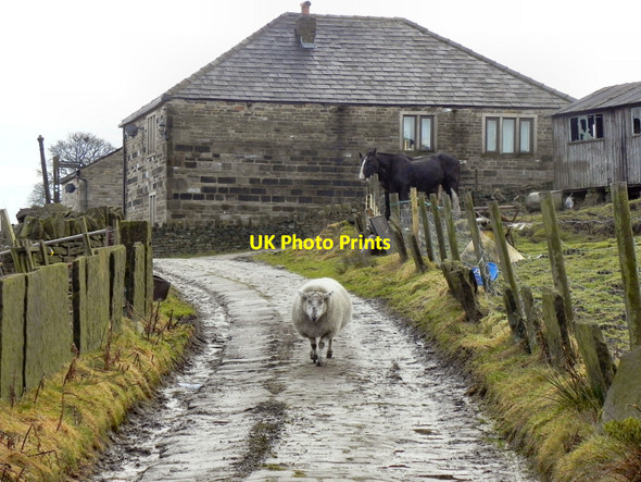 Photo 6"x4" Prickshaw Lane Whitworth c2011 P1