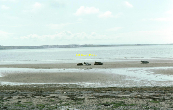 Photo 6"x4" Cattle on the beach at Blackrock Blackrock\/NR3063 c1975 P1