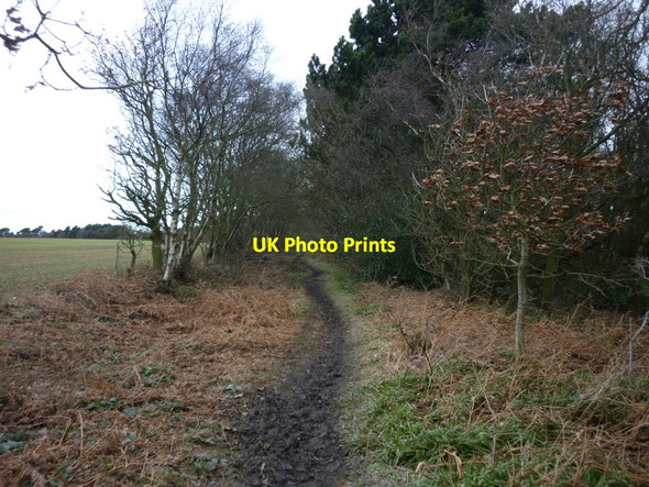 Photo 6"x4" A footpath above Raincliffe Woods, near Scarborough Throxenby c2011