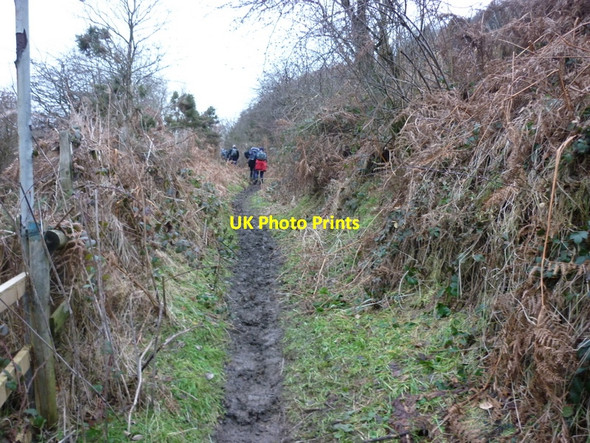 Photo 6"x4" Walking towards Broxa Wood near High Dales Silpho c2011
