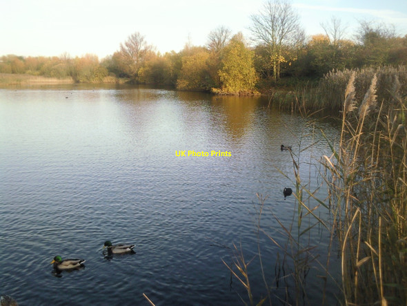 Photo 6"x4" Bedfont Lakes Country Park Ashford\/TQ0671 c2010