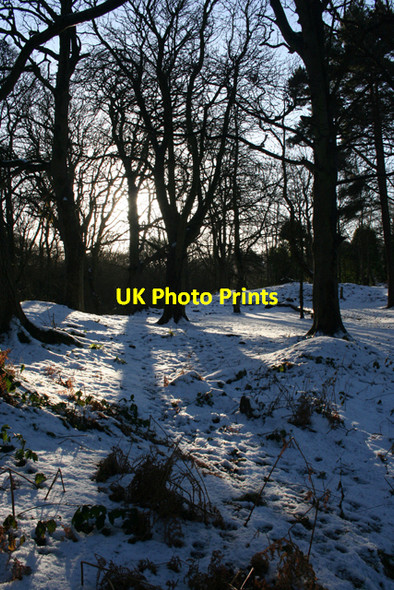Photo 6"x4" Ravelston Woods Blackhall\/NT2174 c2011