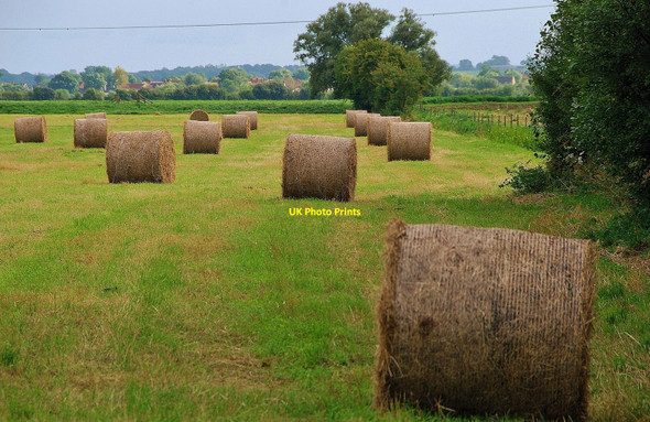 Photo 6"x4" Godney Moor: Harvest time Lower Godney c2009