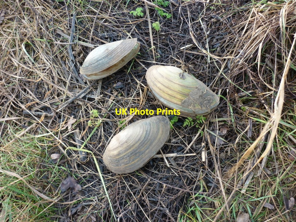 Photo 6"x4" The banks of Winestead Drain are littered by shells Patrington Haven c2011