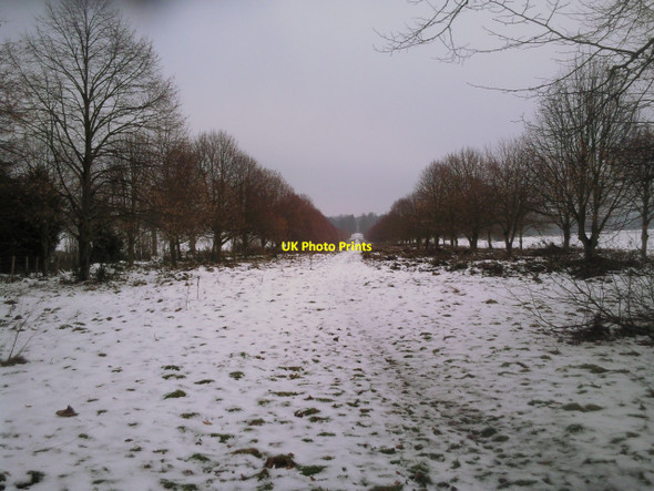 Photo 6"x4" The Avenue in Cobham Park Cobham\/TQ6768 c2010
