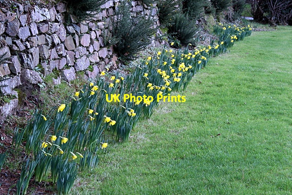 Photo 6"x4" Early daffodils at Carnon Downs Carnon Downs c2011
