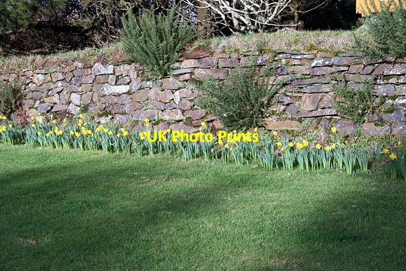 Photo 6"x4" Early daffodils at Carnon Downs Carnon Downs c2011
