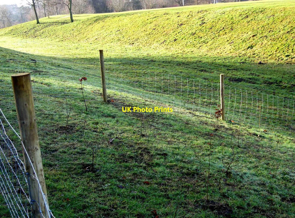 Photo 6"x4" Tree nursery area, Springfield Park Kidderminster c2011