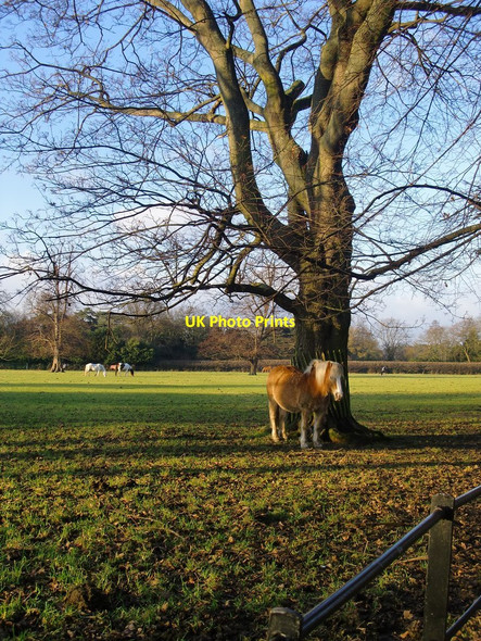 Photo 6"x4" Horse pasture, Osterley Park, in January Hounslow c2011