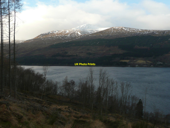 Photo 6"x4" Woodland south of Loch Tay Fearnan c2011