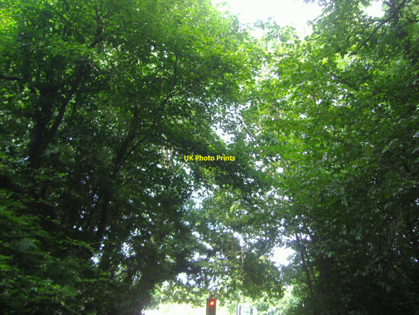 Photo 6"x4" Trees above Sandy Lane Bushey Bushey\/TQ1395 c2009