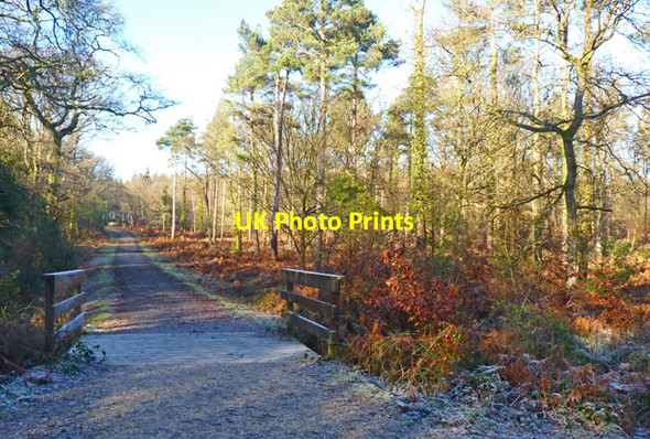 Photo 6"x4" Frosty Morning in Brownhill Inclosure Ossemsley c2011