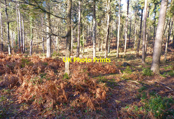 Photo 6"x4" Inside Brownhill Inclosure Ossemsley c2011