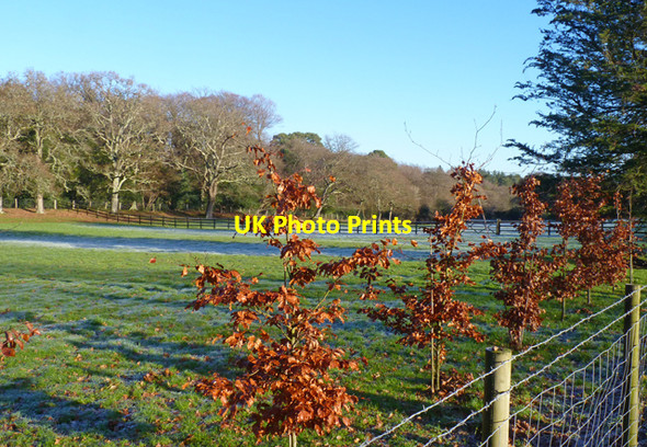 Photo 6"x4" Paddocks by Brownhill Inclosure Ossemsley c2011