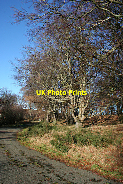 Photo 6"x4" Beech Woods Cullen\/NJ5167 c2011