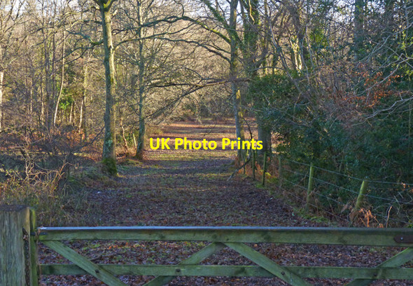 Photo 6"x4" Private Track in Wootton Coppice Inclosure Wootton\/SZ2498 c2011