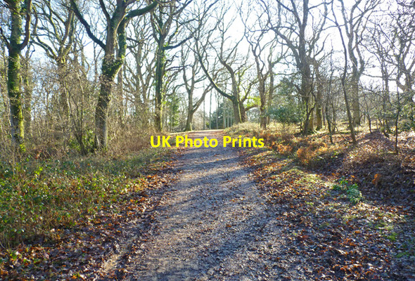 Photo 6"x4" Track through Wootton Coppice Inclosure Wootton\/SZ2498 c2011