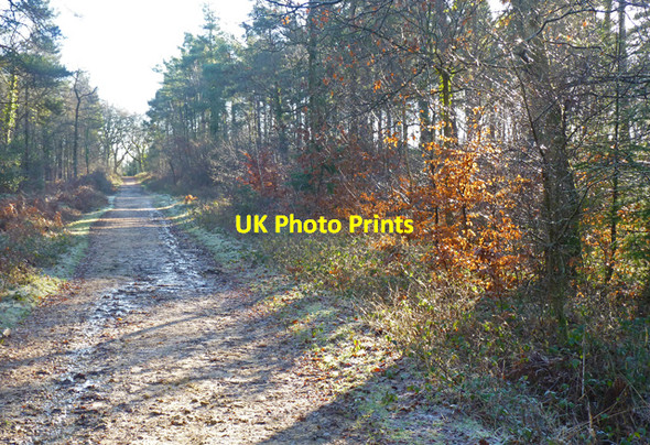 Photo 6"x4" Track through Wootton Coppice Inclosure Wootton\/SZ2498 c2011