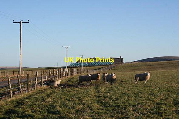 Photo 6"x4" Sheep at Mains of Birkenbog Fordyce c2011