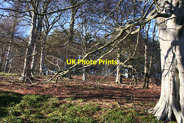 Photo 6"x4" Clune Hill Beech Woods Milton\/NJ5163 c2011