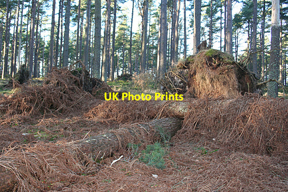 Photo 6"x4" St Andrew's Cross? Milton\/NJ5163 c2011