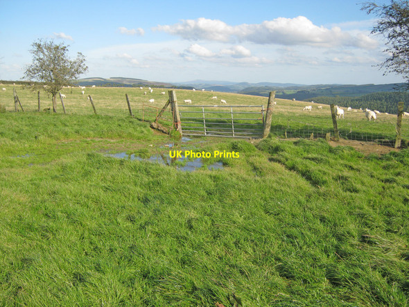 Photo 6"x4" Sheep pasture on Bailey Hill Llangunllo c2010