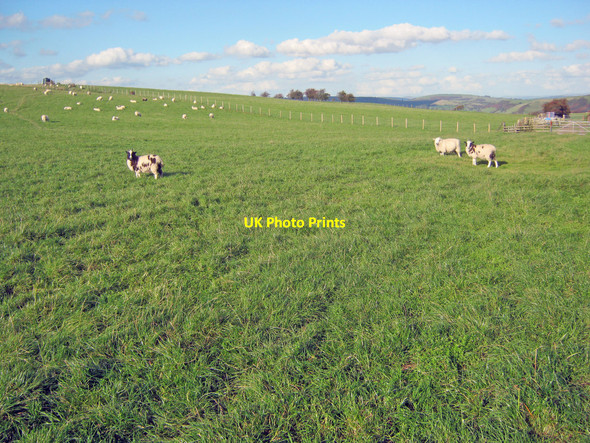 Photo 6"x4" Sheep pasture on Bailey Hill Heyope c2010