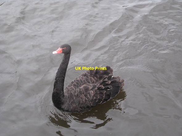 Photo 6"x4" Black Swan - Cygnus atratus (1) Wakefield\/SE3320 c2011