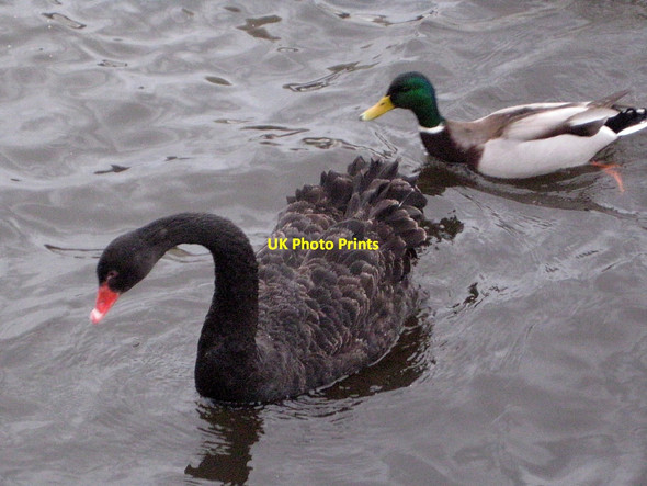 Photo 6"x4" Black Swan - Cygnus atratus (2) Wakefield\/SE3320 c2011