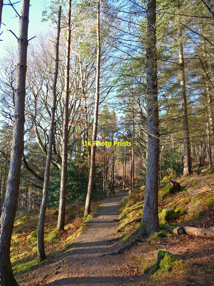 Photo 6"x4" Lochalsh woodland Glaick\/NG7927 c2011