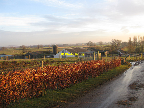 Photo 6"x4" Beech hedge on Orchard Hill Marton\/SE7383 c2011