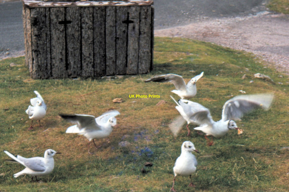 Photo 6"x4" Cinderdale Common - 1983 Buttermere\/NY1717 c1983